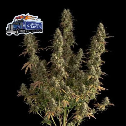 Seedsman Alaskan Diesel Auto Seeds | Skyline Seed Bank | South Africa