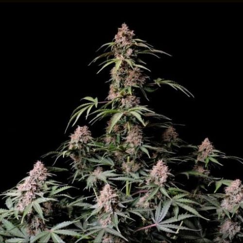 420 FastBudsAmnesia Zkittlez Auto Seeds | Skyline Seed Bank