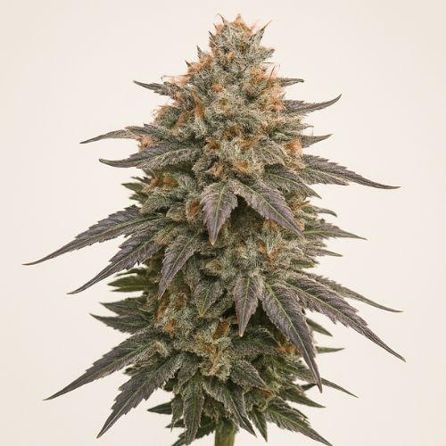 Apex R1 Clone by Ethos Genetics | Skyline Seed Bank