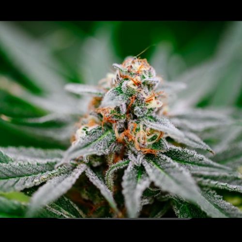 Atlas Seeds BK OG Fast Feminised Seeds | Skyline Seed Bank