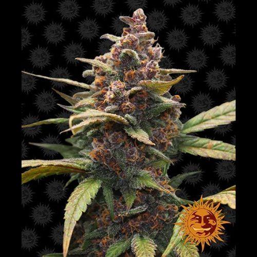 Barneys Farm Ayahuasca Purple Seeds | Skyline Seed Bank | South Africa