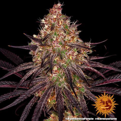 Barneys Farm Ayahuasca Purple Seeds | Skyline Seed Bank | South Africa