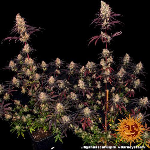 Barneys Farm Ayahuasca Purple Seeds | Skyline Seed Bank | South Africa