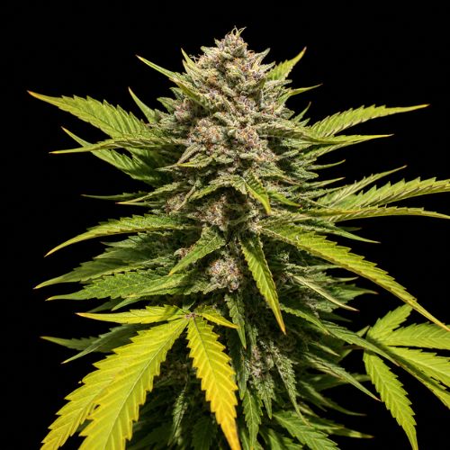 Banana Melt Clone | Humboldt Seed Company