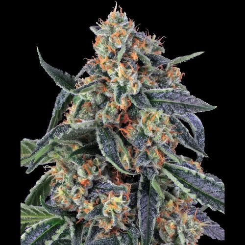 Barneys Farm Cookies Kush Seeds | Skyline Seed Bank