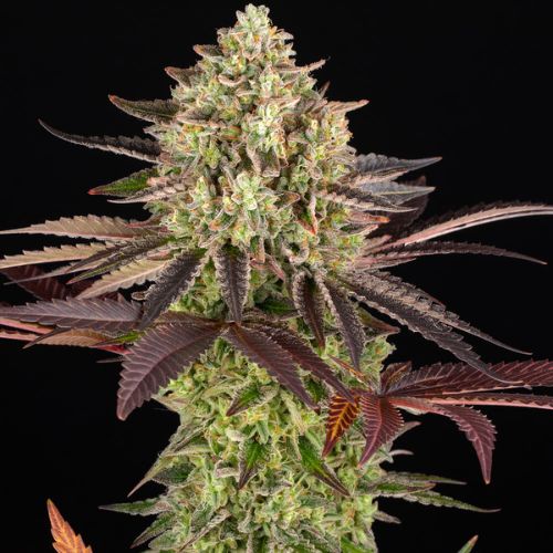 Barneys Farm Apple Fritter Seeds | Skyline Seed Bank