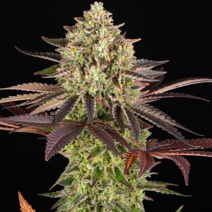 Barneys Farm Apple Fritter Seeds | Skyline Seed Bank