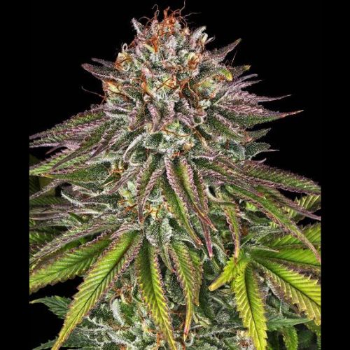 Barneys Farm Critical Kush Seeds | Skyline Seed Bank