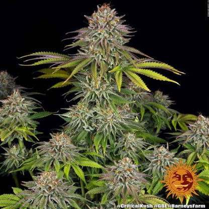 Barneys Farm Critical Kush Seeds | Skyline Seed Bank