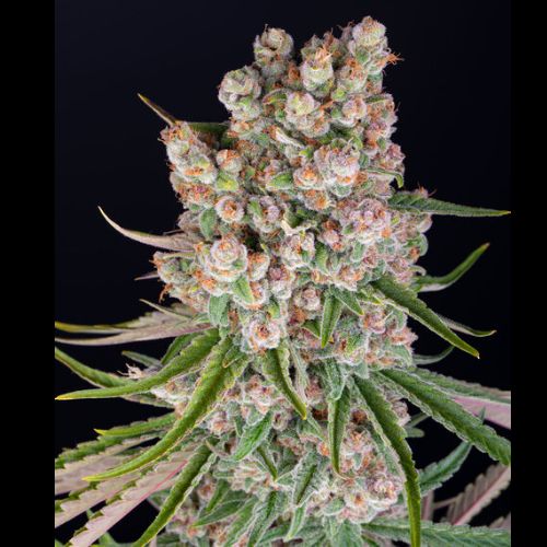 Barneys Farm GMO Auto Feminized Seeds | Skyline Seed Bank