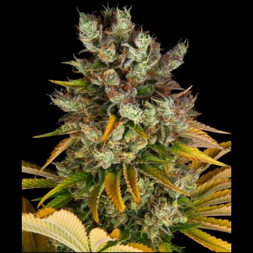 Barneys Farm GMO Feminized Cannabis Seeds | Skyline Seed Bank