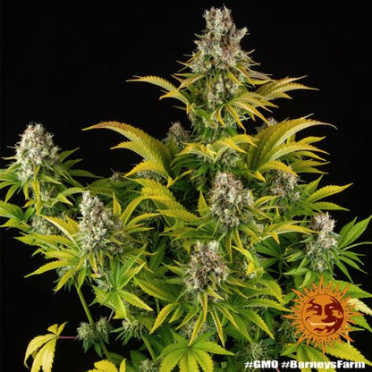 Barneys Farm GMO Feminized Cannabis Seeds | Skyline Seed Bank