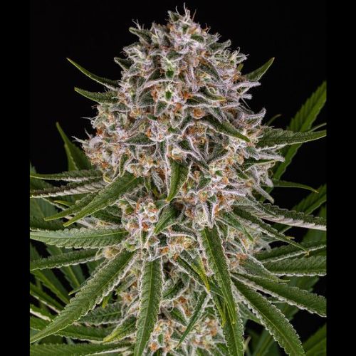 Barneys Farm Lemon Haze Auto Seeds | Skyline Seed Bank