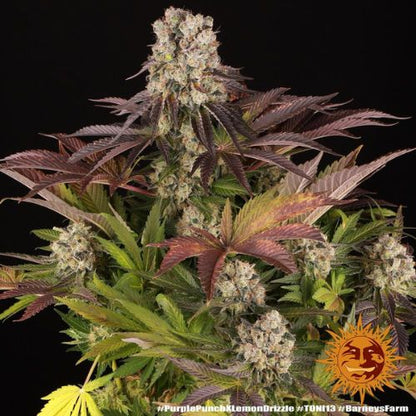 Purple Punch x Lemon Drizzle | Skyline Seed Bank