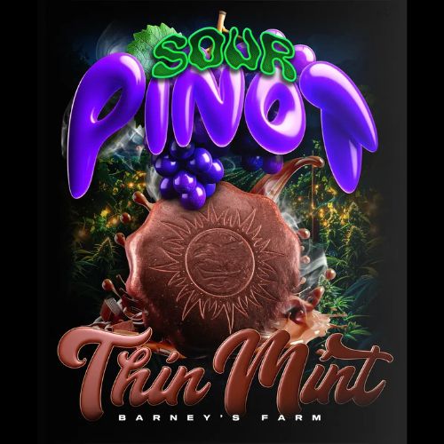 Barneys Farm Thin Mint x Sour Pinot Auto Seeds | Skyline Seed Bank