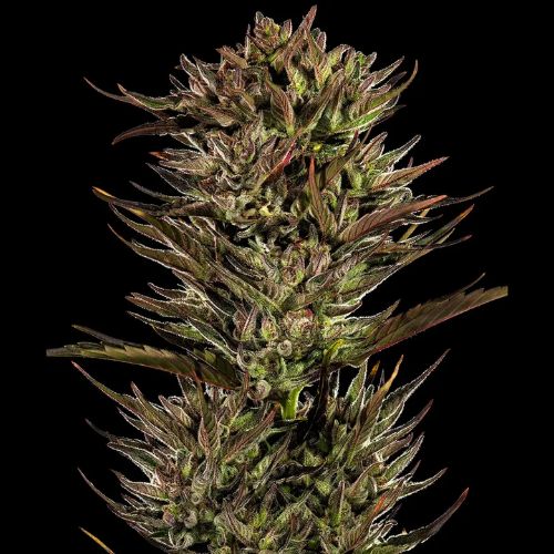 Barneys Farm Thin Mint x Sour Pinot Auto Seeds | Skyline Seed Bank