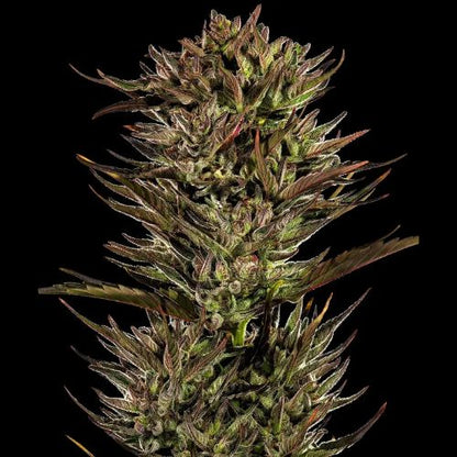 Barneys Farm Thin Mint x Sour Pinot Auto Seeds | Skyline Seed Bank