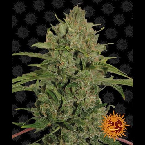 Barneys Farm Triple Cheese Feminized Seeds | Skyline Seed Bank | South Africa 