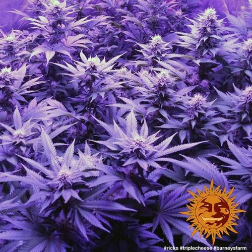 Barneys Farm Triple Cheese Feminized Seeds | Skyline Seed Bank | South Africa 