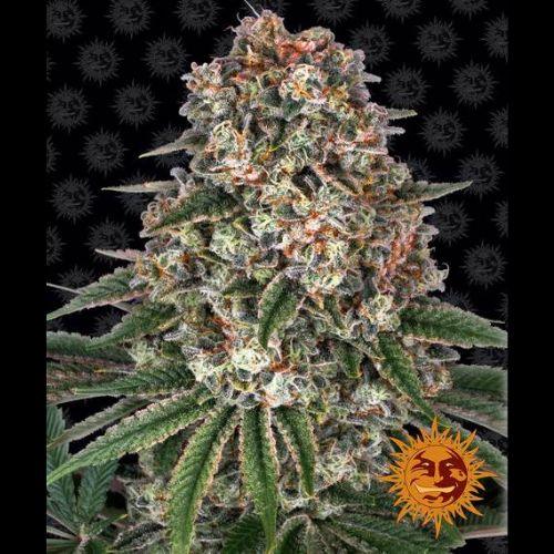 Barneys Farm Tropicanna Banana Seeds | Skyline Seed Bank | South Africa