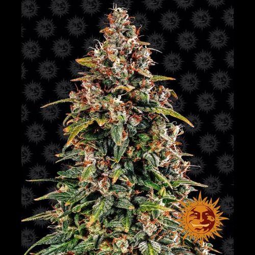 Barneys Farm Watermelon Zkittlez Auto Seeds | Skyline Seed Bank | South Africa