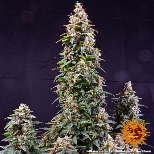 Barneys Farm Watermelon Zkittlez Auto Seeds | Skyline Seed Bank | South Africa