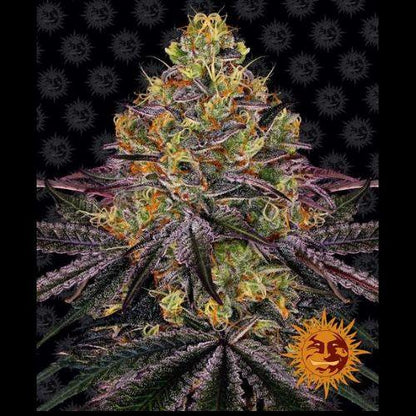 Barneys Farm Watermelon Zkittlez Feminized Seeds | Skyline Seed Bank | South Africa