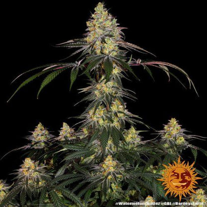 Barneys Farm Watermelon Zkittlez Feminized Seeds | Skyline Seed Bank | South Africa