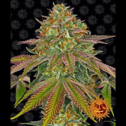 Barneys Farm Wedding Cake Feminized Seeds | Skyline Seed Bank | South Africa