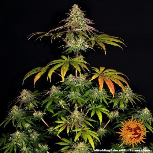 Barneys Farm Wedding Cake Feminized Seeds | Skyline Seed Bank | South Africa