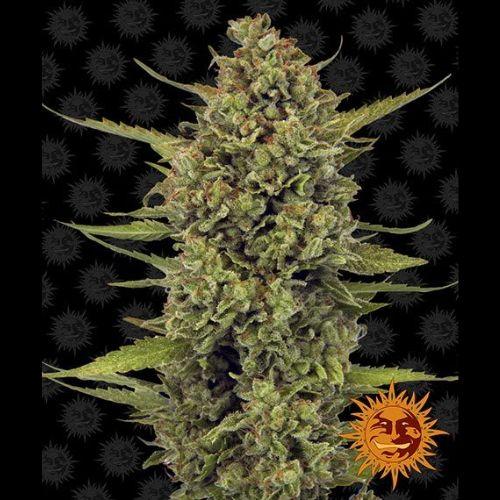 Barneys Farm Acapulco Gold Seeds | Skyline Seed Bank | South Africa