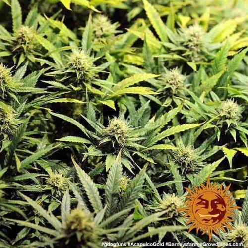 Barneys Farm Acapulco Gold Seeds | Skyline Seed Bank | South Africa