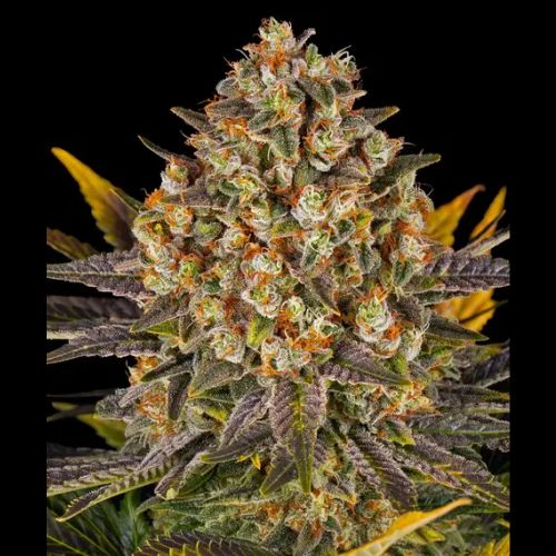 Barneys Farm Banana Punch Seeds | Skyline Seed Bank