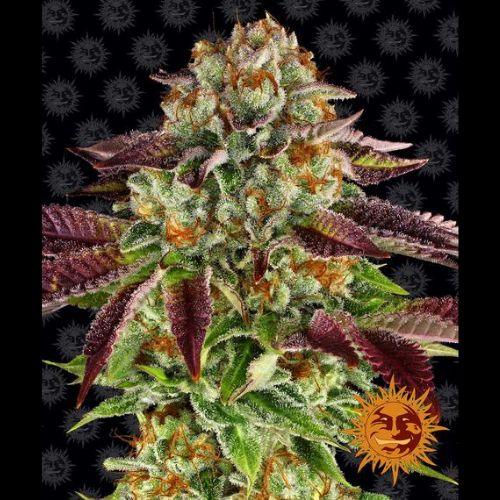 Barneys Farm Biscotti Mintz Seeds | Skyline Seed Bank | South Africa