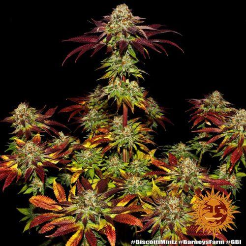 Barneys Farm Biscotti Mintz Seeds | Skyline Seed Bank | South Africa