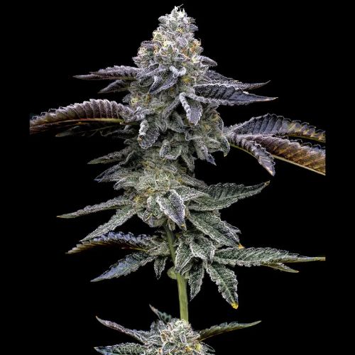 Barneys Farm Blue Dream Seeds | Skyline Seed Bank