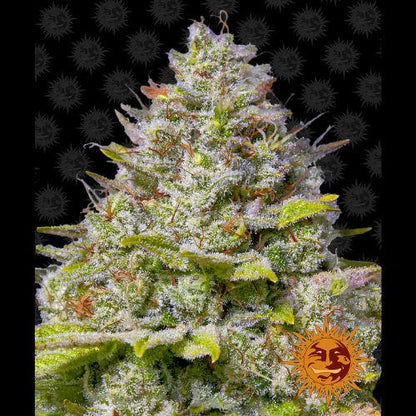 Barneys Farm Blue Gelato 41 Seeds | Skyline Seed Bank | South Africa