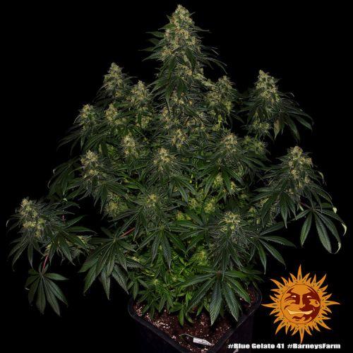 Barneys Farm Blue Gelato 41 Seeds | Skyline Seed Bank | South Africa