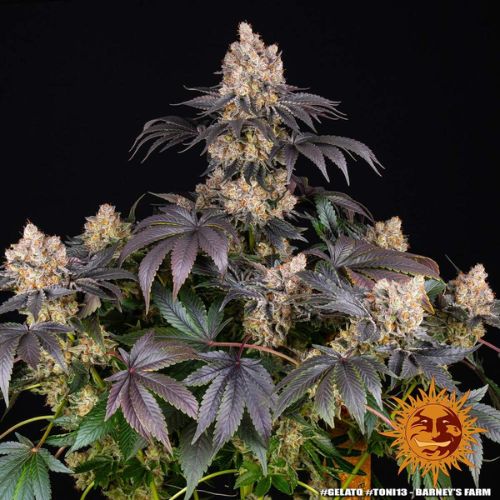 Barneys Farm Gelato Seeds | Skyline Seed Bank