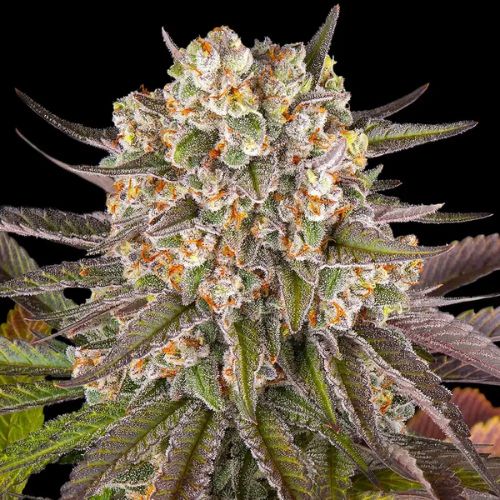 Barneys Farm Limoncello Feminized Seeds | Skyline Seed Bank