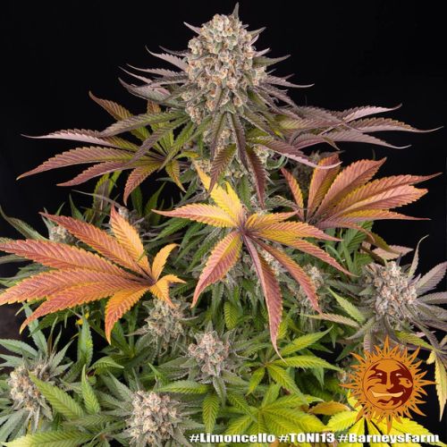 Barneys Farm Limoncello Feminized Seeds | Skyline Seed Bank