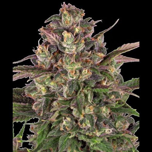 Barneys Farm Peyote Critical Seeds | Skyline Seed Bank