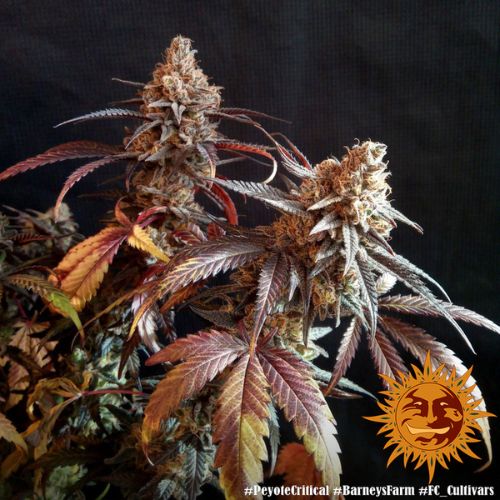 Barneys Farm Peyote Critical Seeds | Skyline Seed Bank