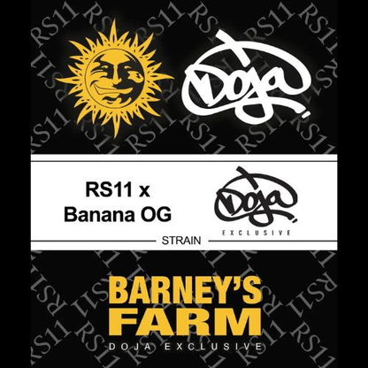 Barneys Farm RS11 x Banana OG Femminized Seeds | Skyline Seed Bank