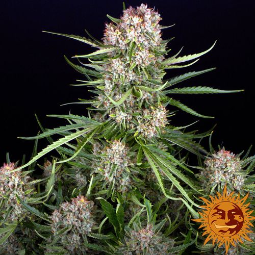 Barneys Farm Wedding Cake Auto Seeds | Skyline Seed Bank | South Africa