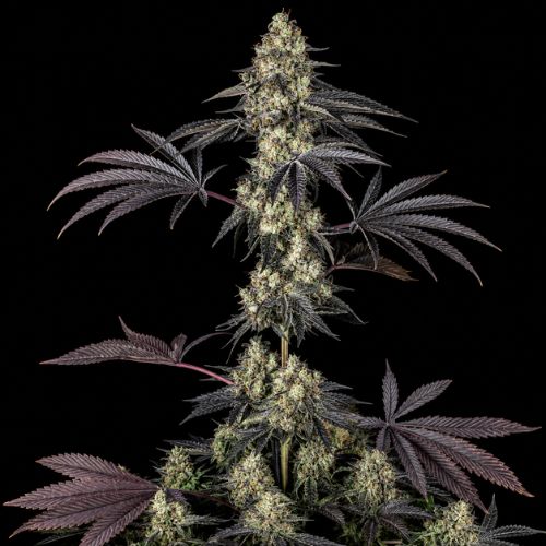 Black Cherry Gushers Clone | Barneys Farm