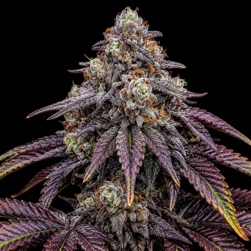 BloodBath Clone | Lit Farms