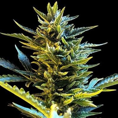 G13 Labs Bride Cake Auto Seeds | Skyline Seed Bank | South Africa 