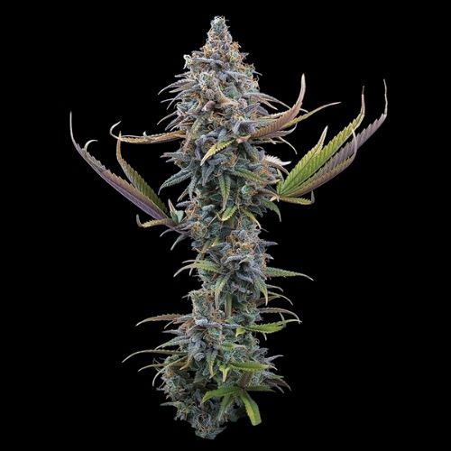 Brothers Grimm Seeds Apollo | Skyline Seed Bank