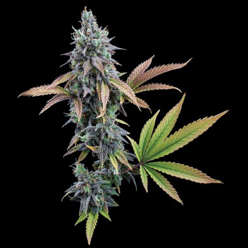 Brothers Grimm Seeds Cinderella 99 | Skyline Seed Bank
